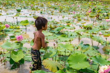 Siem Reap, Kamboçya - 11 Haziran 2018: Lotus Lotus çiftliğinin yakınlarında Siem Reap, Kamboçya'da bir yaz günü sahasının çocuk
