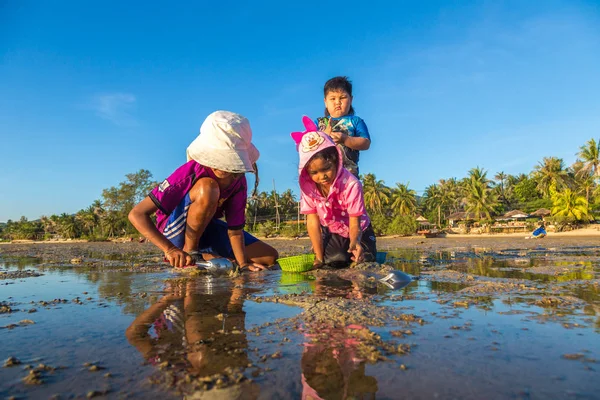 Samui, Tayland - 29 Mart 2018: Koh Samui Adası, Tayland bir yaz günü hasat çocuk istiridye