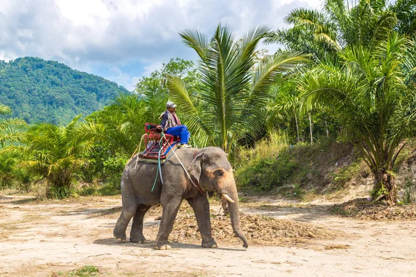 Surat Thani, Tayland - 25 Mart 2018: Turist Tayland'da fil yalak orman içinde bir yaz günü sürme