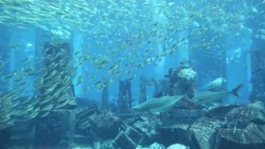 DUBAI, BAE - 26 Haziran 2018: Kayıp odalar - Dubai, Birleşik Arap Emirlikleri, Atlantis Oteli 'ndeki büyük akvaryum