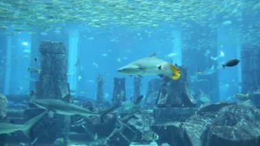 DUBAI, BAE - 26 Haziran 2018: Kayıp odalar - Dubai, Birleşik Arap Emirlikleri, Atlantis Oteli 'ndeki büyük akvaryum