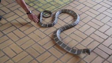 Yılan yılan serpentarium Kızıl Haç toplum Tay, Tayland, Thailand, Bangkok içinde bir yaz günü gösterir