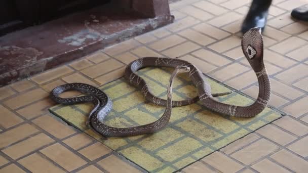 Visar Ormar Orm Reptilparken Inuti Thailändska Röda Korset Thailand Bangkok — Stockvideo