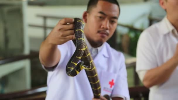 Bangkok Tayland Mart 2018 Yılan Yılan Serpentarium Içinde Tay Kızılhaç — Stok video