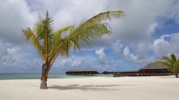 Palme Alla Spiaggia Tropicale Delle Maldive Durante Giornata Estiva — Video Stock