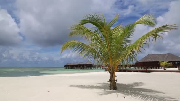 Palme Alla Spiaggia Tropicale Delle Maldive Durante Giornata Estiva — Video Stock