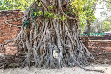 Ayutthaya kafa Buda heykeli ağacında kökleri, Wat Mahathat Tapınağı, bir yaz günü Tayland
