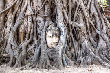 Ayutthaya kafa Buda heykeli ağacında kökleri, Wat Mahathat Tapınağı, bir yaz günü Tayland