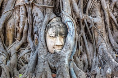 Ayutthaya kafa Buda heykeli ağacında kökleri, Wat Mahathat Tapınağı, bir yaz günü Tayland