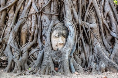 Ayutthaya kafa Buda heykeli ağacında kökleri, Wat Mahathat Tapınağı, bir yaz günü Tayland
