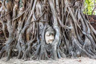 Ayutthaya kafa Buda heykeli ağacında kökleri, Wat Mahathat Tapınağı, bir yaz günü Tayland