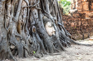 Ayutthaya kafa Buda heykeli ağacında kökleri, Wat Mahathat Tapınağı, bir yaz günü Tayland