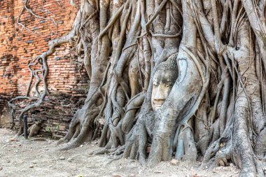 Ayutthaya kafa Buda heykeli ağacında kökleri, Wat Mahathat Tapınağı, bir yaz günü Tayland