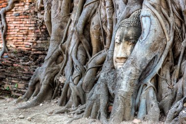 Ayutthaya kafa Buda heykeli ağacında kökleri, Wat Mahathat Tapınağı, bir yaz günü Tayland