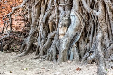 Ayutthaya kafa Buda heykeli ağacında kökleri, Wat Mahathat Tapınağı, bir yaz günü Tayland
