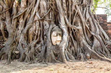 Ayutthaya kafa Buda heykeli ağacında kökleri, Wat Mahathat Tapınağı, bir yaz günü Tayland