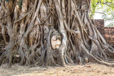 Ayutthaya kafa Buda heykeli ağacında kökleri, Wat Mahathat Tapınağı, bir yaz günü Tayland