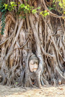 Ayutthaya kafa Buda heykeli ağacında kökleri, Wat Mahathat Tapınağı, bir yaz günü Tayland