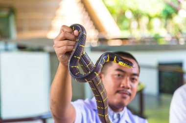 Bangkok, Tayland - 22 Mart 2018: yılan yılan serpentarium içinde Tay Kızılhaç Derneği, Tayland, Thailand, Bangkok, bir yaz günü gösterir