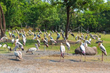 Bir yaz günü içinde Safari Dünya Hayvanat Bahçesi Bangkok kuşlar