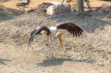 Bir yaz günü içinde Safari Dünya Hayvanat Bahçesi Bangkok kuşlar