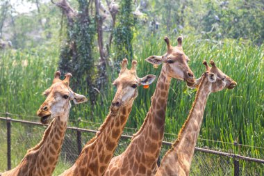 Safari Dünya Hayvanat Bahçesi Bangkok zürafalar bir yaz akşamları