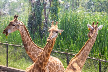 Safari Dünya Hayvanat Bahçesi Bangkok zürafalar bir yaz akşamları