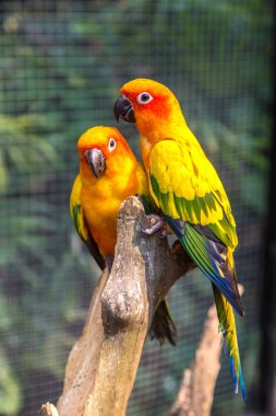 Bir yaz günü Safari Dünya Hayvanat Bahçesi Bangkok renkli papağan