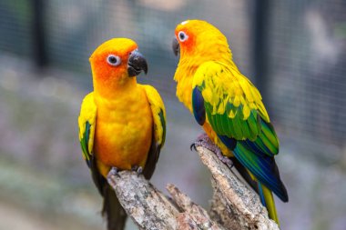 Bir yaz günü Safari Dünya Hayvanat Bahçesi Bangkok renkli papağan