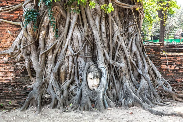 Ayutthaya kafa Buda heykeli ağacında kökleri, Wat Mahathat Tapınağı, bir yaz günü Tayland
