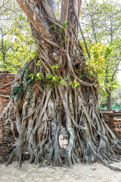 Ayutthaya kafa Buda heykeli ağacında kökleri, Wat Mahathat Tapınağı, bir yaz günü Tayland