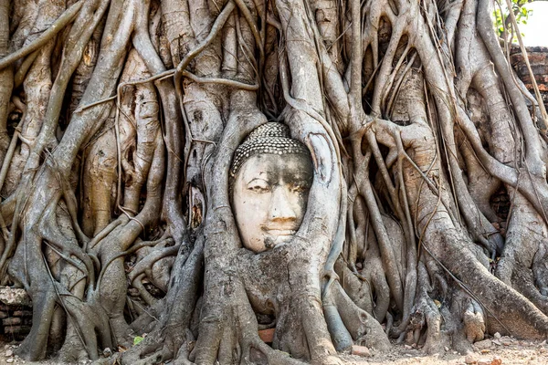 Ayutthaya Leder Buddha Statue Træ Rødder Wat Mahathat Tempel Thailand - Stock-foto