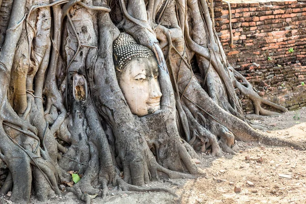 Ayutthaya Tête Statue Bouddha Dans Les Racines Des Arbres Temple — Photo