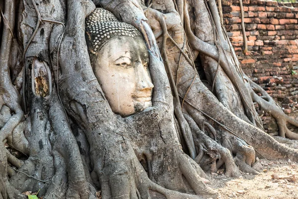 Ayutthaya Tête Statue Bouddha Dans Les Racines Des Arbres Temple — Photo
