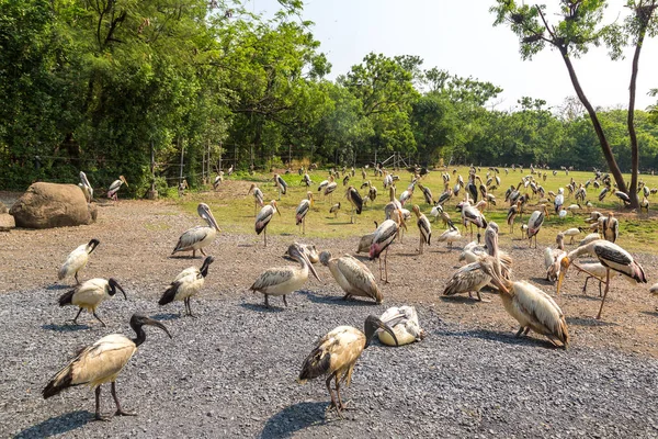 Ptaki Safari World Zoo Bangkoku Letnie Dni — Zdjęcie stockowe