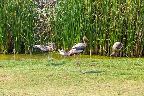 Ptaki Safari World Zoo Bangkoku Letnie Dni — Zdjęcie stockowe