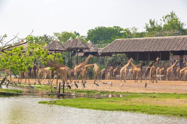 Girafes Dans Safari World Zoo Bangkok Dans Une Soirée Été — Photo