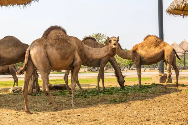 Animali Safari World Zoo Bangkok Una Giornata Estiva — Foto Stock