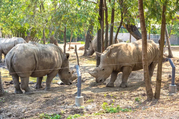 Animaux Dans Safari World Zoo Bangkok Dans Une Journée Été — Photo