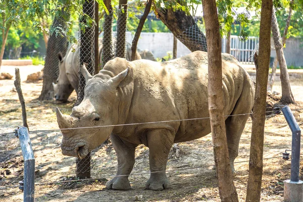 Animaux Dans Safari World Zoo Bangkok Dans Une Journée Été — Photo