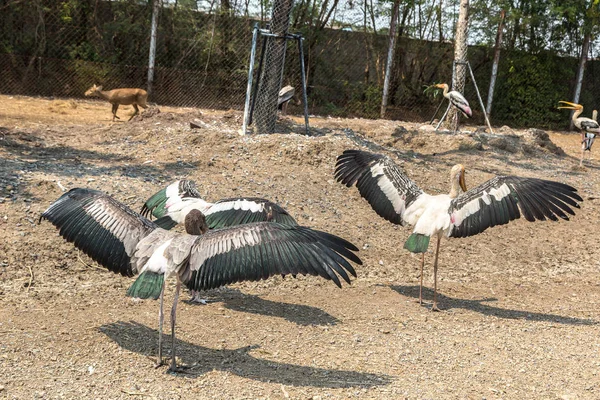 Ptaki Safari World Zoo Bangkoku Letnie Dni — Zdjęcie stockowe