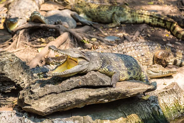 Crocodiles Dans Safari World Zoo Bangkok Dans Une Journée Été — Photo