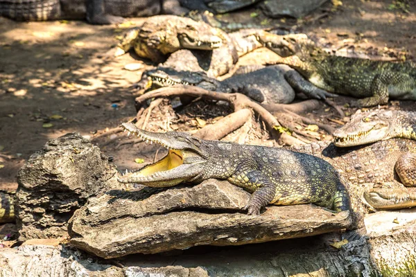 Crocodiles Safari World Zoo Bangkok Summer Day — Stock Photo, Image