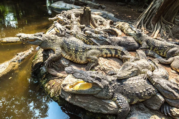 Crocodiles Dans Safari World Zoo Bangkok Dans Une Journée Été — Photo