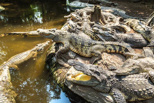 Κροκόδειλοι Στο Safari World Ζωολογικό Κήπο Στην Μπανγκόκ Μια Καλοκαιρινή — Φωτογραφία Αρχείου