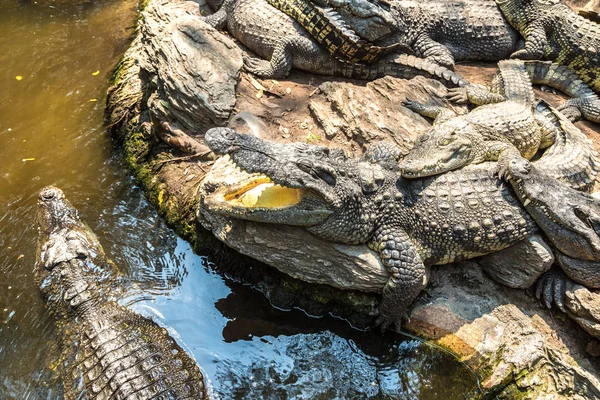 Crocodili Safari World Zoo Din Bangkok Într Vară — Fotografie, imagine de stoc