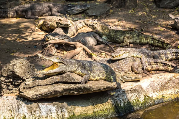 Crocodiles Dans Safari World Zoo Bangkok Dans Une Journée Été — Photo