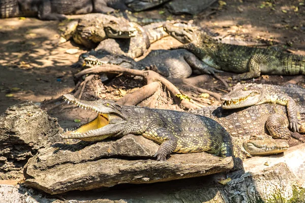 Crocodiles Safari World Zoo Bangkok Summer Day — Stock Photo, Image