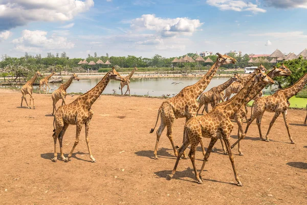 Girafes Dans Safari World Zoo Bangkok Dans Une Soirée Été — Photo