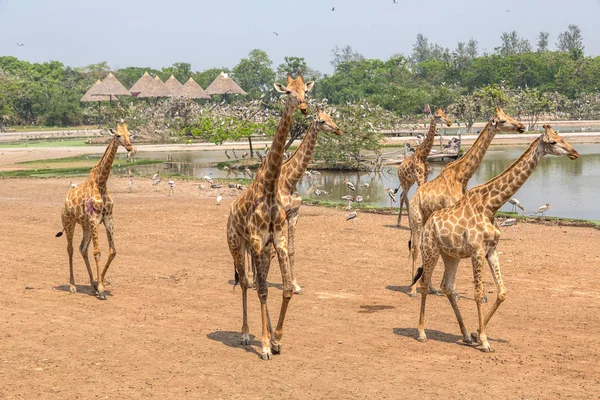 Girafes Dans Safari World Zoo Bangkok Dans Une Soirée Été — Photo